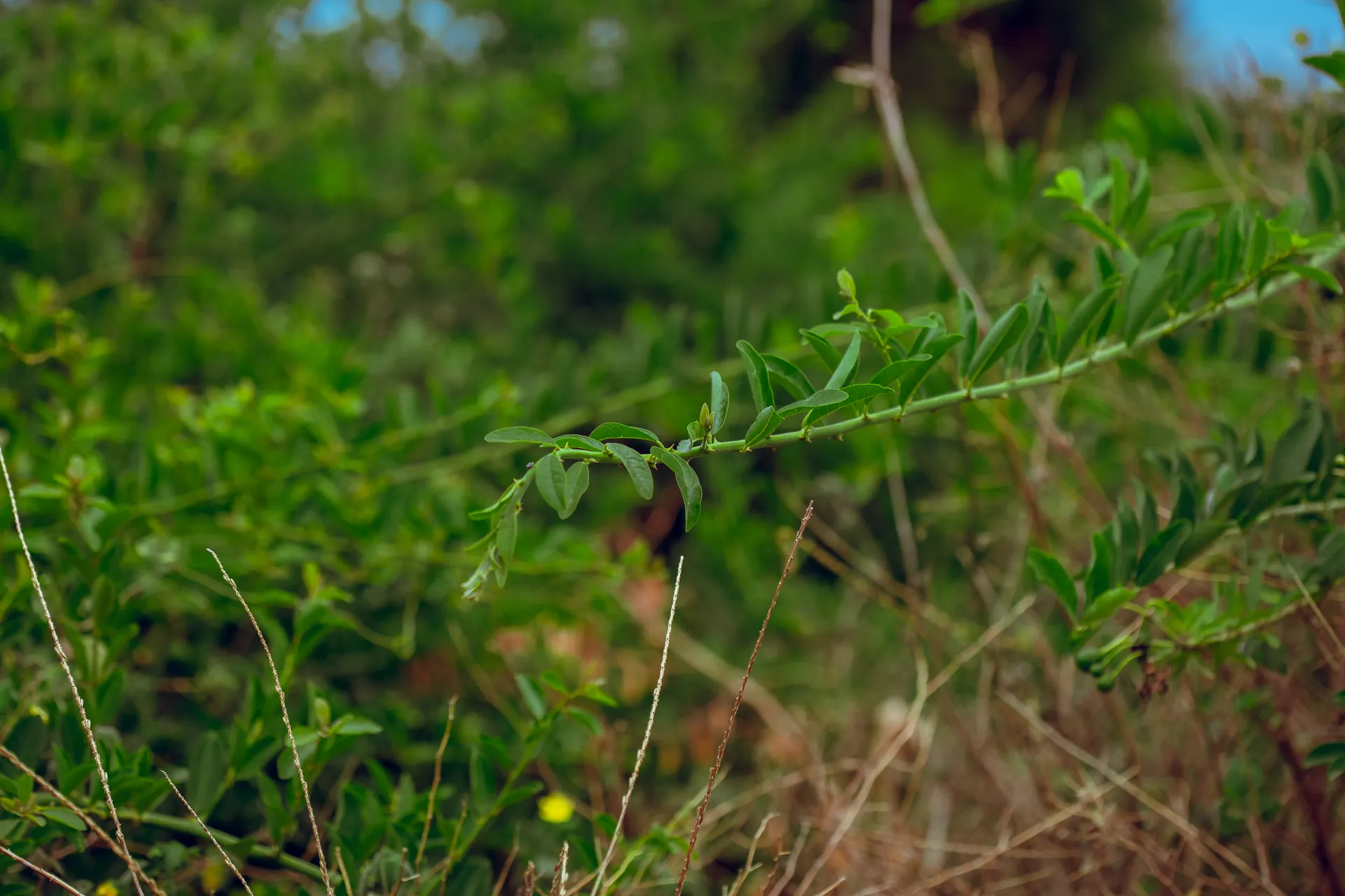 Wildlife in an East African safari landscape
